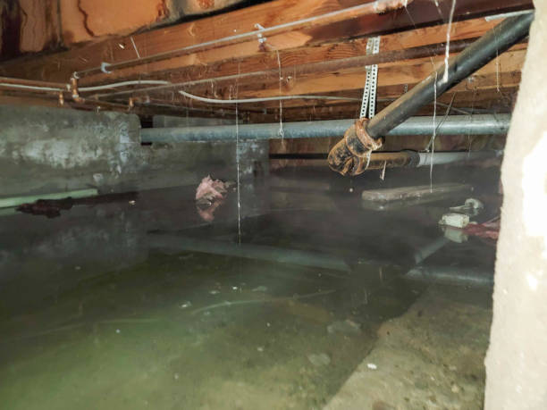 Best Local water damage restoration  in Collinsville, MS